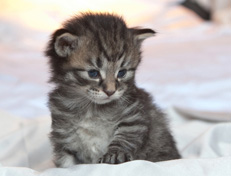 Wildfee's Norwegische Waldkatzen Wildfee's Nuriel - 3 Wochen alt
