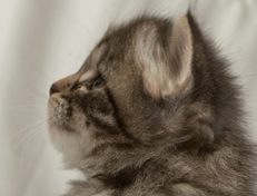 Wildfee's Norwegische Waldkatzen Wildfee's Nala Li - 4 Wochen alt