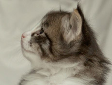 Wildfee's Norwegische Waldkatzen Wildfee's Nina Li - 4 Wochen alt