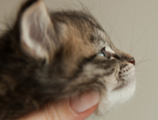 Wildfee's Norwegische Waldkatzen Wildfee's Nuriel - 4 Wochen alt