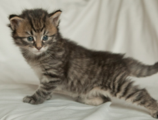 Wildfee's Norwegische Waldkatzen Wildfee's Nuriel - 4 Wochen alt