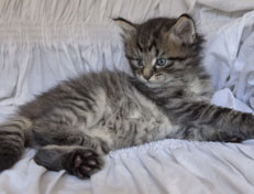 Wildfee's Norwegische Waldkatzen Wildfee's Nuriel - 5 Wochen alt