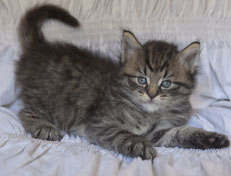 Wildfee's Norwegische Waldkatzen Wildfee's Nuriel - 5 Wochen alt
