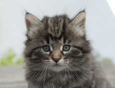 Wildfee's Norwegische Waldkatzen Wildfee's Nala Li - 6 Wochen alt