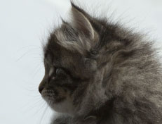 Wildfee's Norwegische Waldkatzen Wildfee's Nala Li - 6 Wochen alt