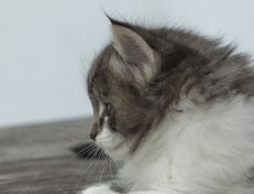 Wildfee's Norwegische Waldkatzen Wildfee's Nori Li - 6 Wochen alt
