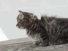 Wildfee's Norwegische Waldkatzen Wildfee's Nuriel - 6 Wochen alt