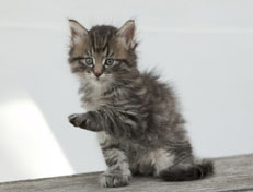 Wildfee's Norwegische Waldkatzen Wildfee's Nuriel - 6 Wochen alt