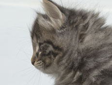 Wildfee's Norwegische Waldkatzen Wildfee's Nala Li - 7 Wochen alt