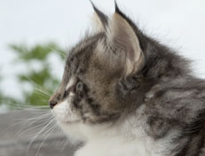 Wildfee's Norwegische Waldkatzen Wildfee's Nori Li - 7 Wochen alt