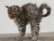 Wildfee's Norwegische Waldkatzen Wildfee's Nuriel - 7 Wochen alt