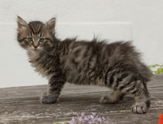 Wildfee's Norwegische Waldkatzen Wildfee's Nuriel - 7 Wochen alt