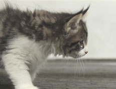Wildfee's Norwegische Waldkatzen Wildfee's Nina Li - 8 Wochen alt