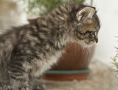 Wildfee's Norwegische Waldkatzen Wildfee's  Nuriel - 8 Wochen alt