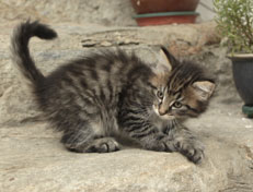 Wildfee's Norwegische Waldkatzen Wildfee's  Nuriel - 8 Wochen alt