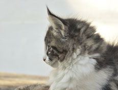 Wildfee's Norwegische Waldkatzen Wildfee's Nina Li - 9 Wochen alt