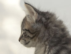 Wildfee's Norwegische Waldkatzen Wildfee's Nuriel - 9 Wochen alt