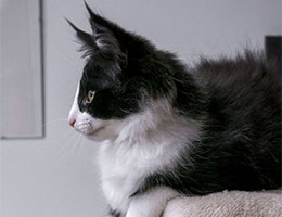Wildfee's Norwegische Waldkatzen Wildfee's Nymphe - zwölf Wochen alt