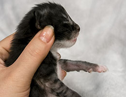 Wildfee's Norwegische Waldkatzen Wildfee's Nikita - eine Woche alt