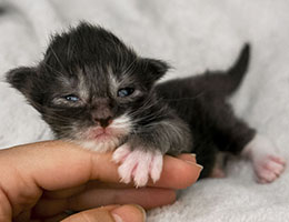 Wildfee's Norwegische Waldkatzen Wildfee's Nikita - eine Woche alt
