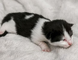 Wildfee's Norwegische Waldkatzen Wildfee's Nissa-Nissa - eine Woche alt