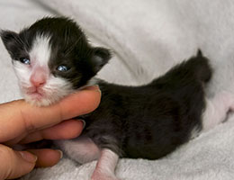 Wildfee's Norwegische Waldkatzen Wildfee's Nymphe - eine Woche alt
