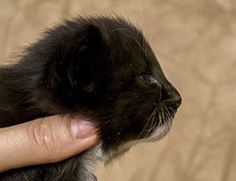 Wildfee's Norwegische Waldkatzen Wildfee's Nachtigall - zweieinhalb Wochen alt