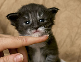 Wildfee's Norwegische Waldkatzen Wildfee's Nikita - zweieinhalb Wochen alt