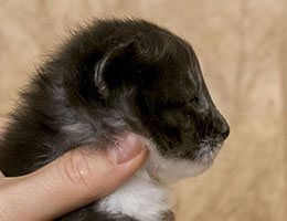 Wildfee's Norwegische Waldkatzen Wildfee's Nikita - zweieinhalb Wochen alt