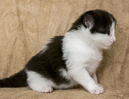 Wildfee's Norwegische Waldkatzen Wildfee's Nissa-Nissa - zweieinhalb Wochen alt