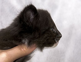 Wildfee's Norwegische Waldkatzen Wildfee's Nachtigall - vier Wochen alt