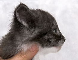 Wildfee's Norwegische Waldkatzen Wildfee's Nikita - vier Wochen alt