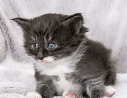 Wildfee's Norwegische Waldkatzen Wildfee's Nikita - vier Wochen alt