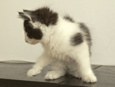 Wildfee's Norwegische Waldkatzen Wildfee's Osiris Pan - 10 Wochen alt