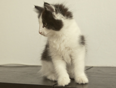 Wildfee's Norwegische Waldkatzen Wildfee's Osiris Pan - 10 Wochen alt