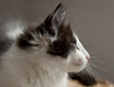 Wildfee's Norwegische Waldkatzen Wildfee's Osiris Pan - 12 Wochen alt