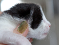Wildfee's Norwegische Waldkatzen Wildfee's Odin Pan - eine Woche alt