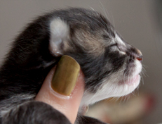 Wildfee's Norwegische Waldkatzen Wildfee's Ole Dynamit - eine Woche alt