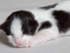 Wildfee's Norwegische Waldkatzen Wildfee's Osiris Pan - eine Woche alt