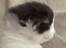 Wildfee's Norwegische Waldkatzen Wildfee's Odin Pan - 3 Wochen alt