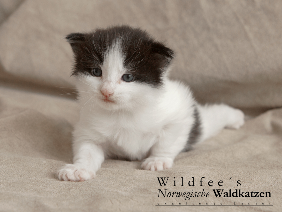 Wildfee's Norwegische Waldkatzen Wildfee's Odin Pan - 3 Wochen alt