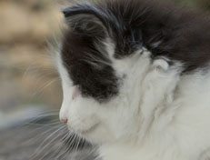Wildfee's Norwegische Waldkatzen Wildfee's Odin Pan - 6 Wochen alt
