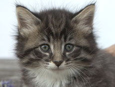 Wildfee's Norwegische Waldkatzen Wildfee's Ole Dynamit - 6 Wochen alt