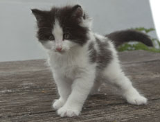 Wildfee's Norwegische Waldkatzen Wildfee's Osiris Pan - 6 Wochen alt
