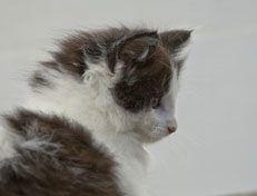 Wildfee's Norwegische Waldkatzen Wildfee's Odin Pan - 7 Wochen alt