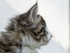 Wildfee's Norwegische Waldkatzen Wildfee's Oh Johnny - 8 Wochen alt