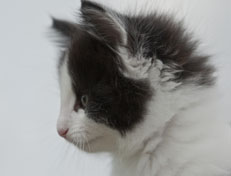 Wildfee's Norwegische Waldkatzen Wildfee's Osiris Pan - 8 Wochen alt