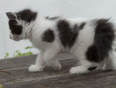 Wildfee's Norwegische Waldkatzen Wildfee's Osiris Pan - 8 Wochen alt