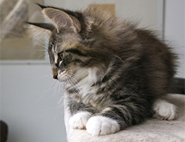 Wildfee's Norwegische Waldkatzen Wildfee's Orit - 12 Wochen alt
