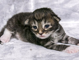 Wildfee's Norwegische Waldkatzen Wildfee's Osmond - 10 Tage alt